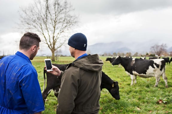 Farmers on a dairy farm using a mobile device