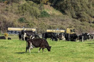 Westland Milk Products dairy cows and milk tanker client story