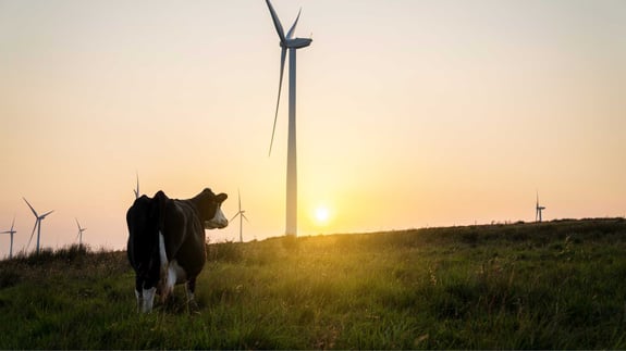 Cow in field with wind turbine 