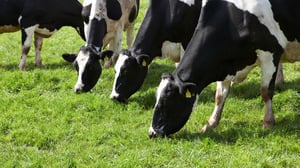 cows eating grass