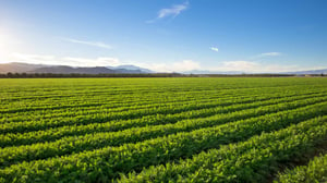 Peanut Farm Crop