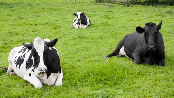 Cows Sitting 