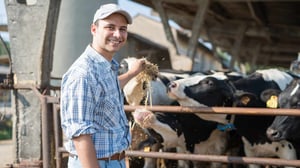 Man feeding cows 