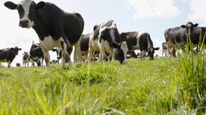 cows eating grass