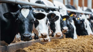 cows eating hay